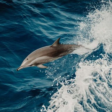 Dolphin Safe logo with dolphin in the ocean – guaranteeing dolphin-friendly tuna fishing